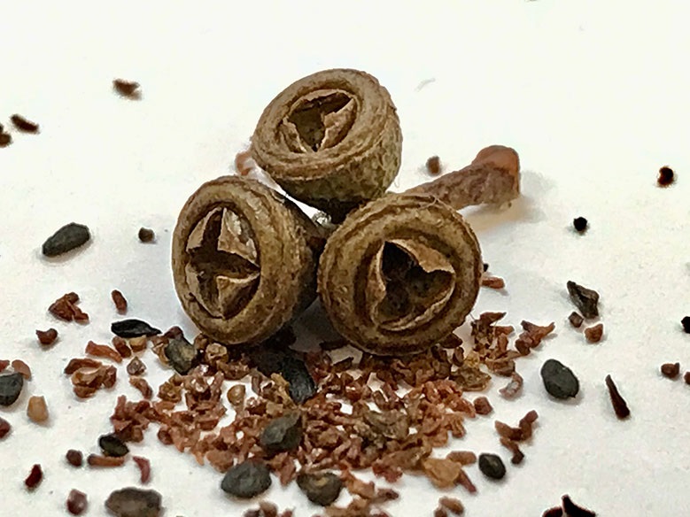 Black Gum Fruit and Seeds