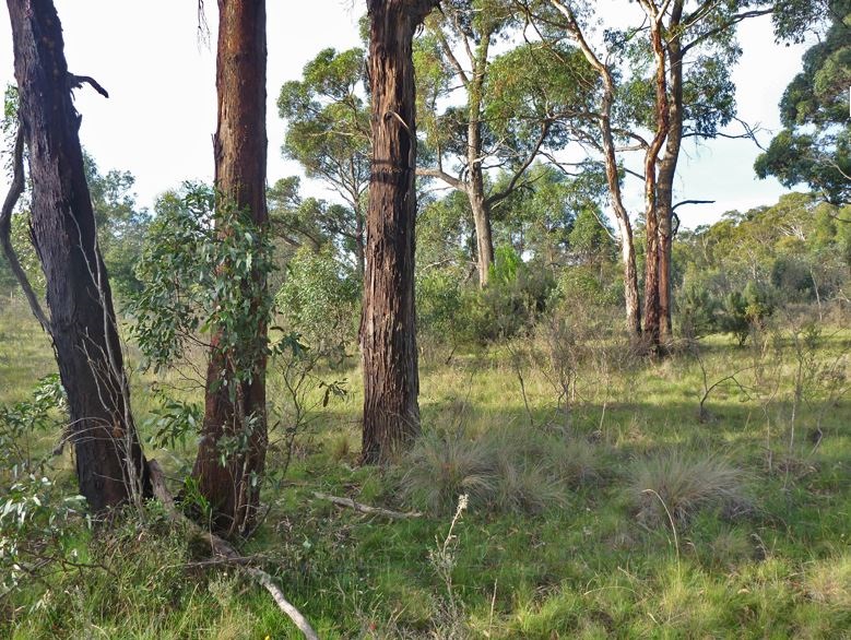 Black Gums 