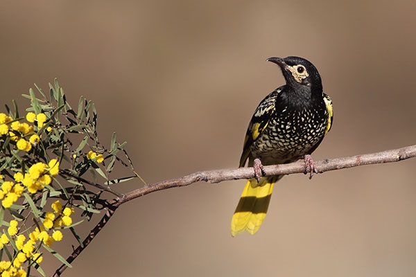 Honeyeater