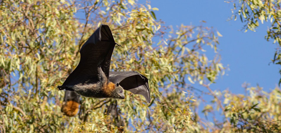 Grey Headed Flying Fox by DJM Photography Australia