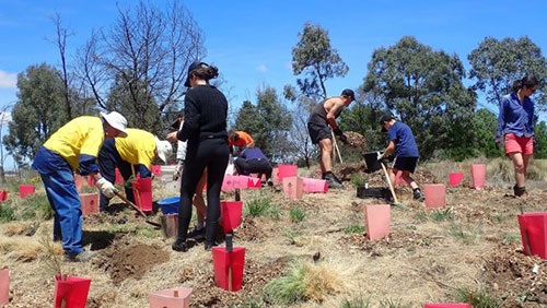 Macquarie River Project Tree Planting