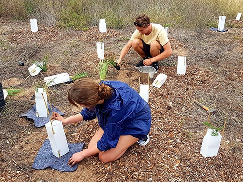 Macquarie River Project Tree Planting