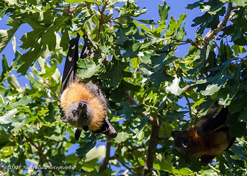 Macquarie River Project Flying Fox