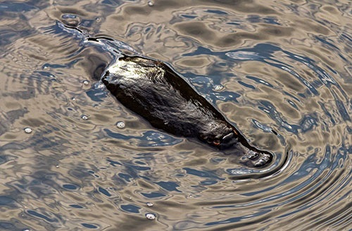 Macquarie River Project Platypus