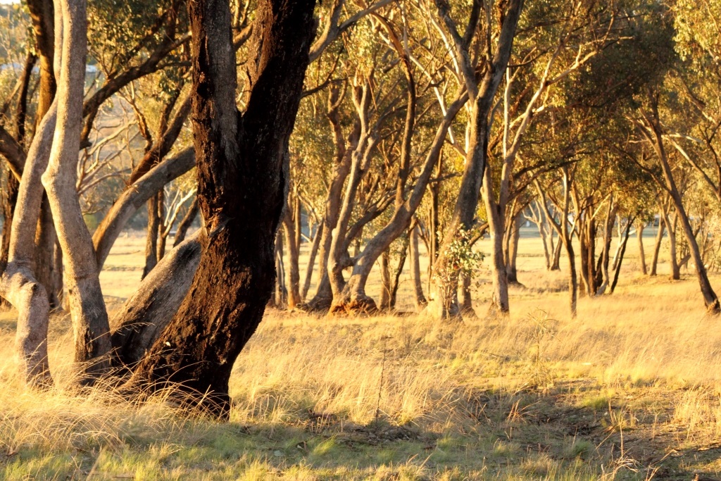Mount Panorama Woodlands