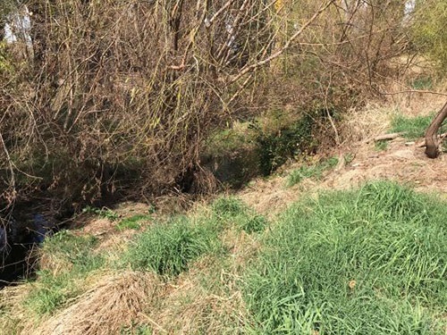 Queen Charlottes Vale Creek Post Weed Control
