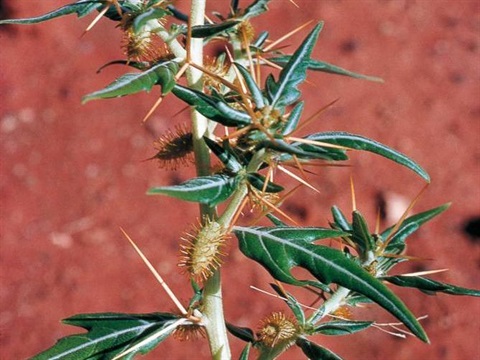 Bathurst Burr